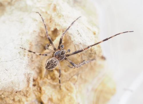 Réf. 301 658 : Larinioides sclopetarius
